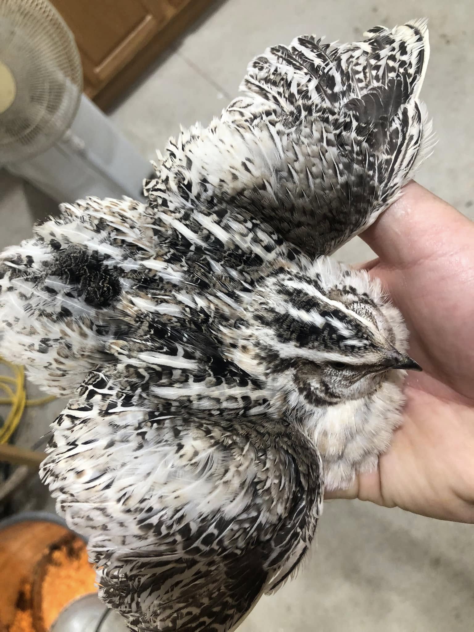 Quail Supplies