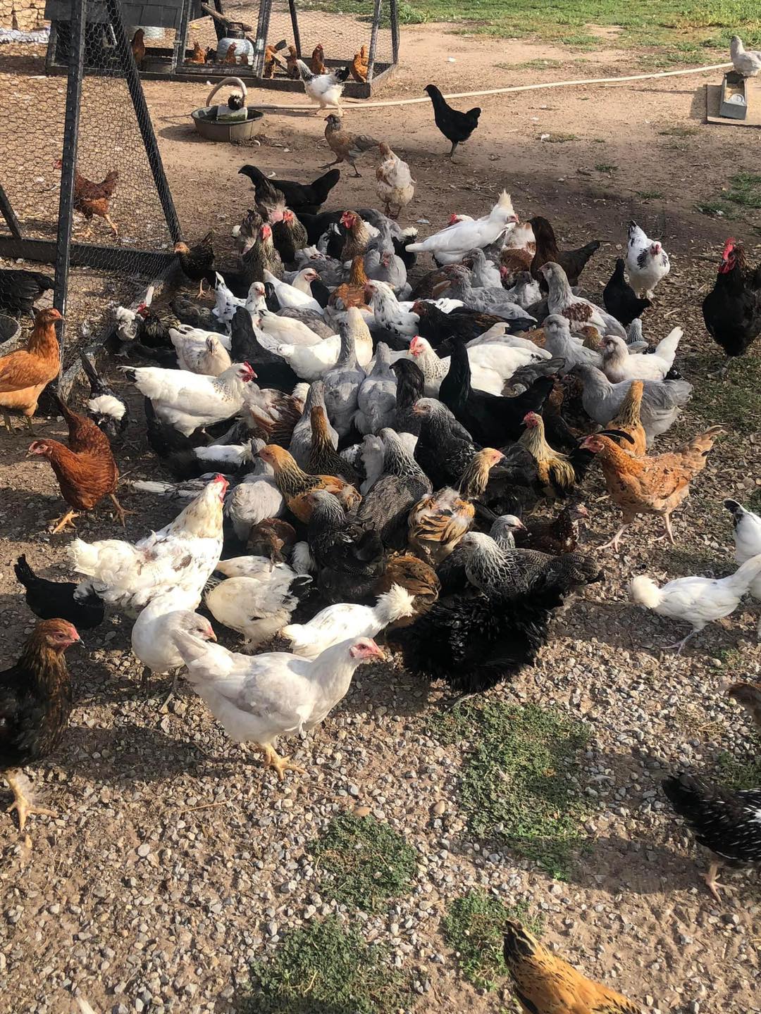 Chicken Supplies