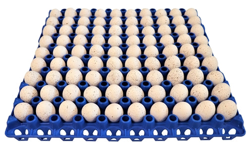 Rite Farm Products 90 Egg Capacity Quail, Pigeon, Dove, & Bird Size Trays